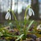 Snowdrop belongs to the first flowers of spring