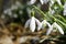 Snowdrop blooming in early spring