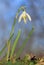 Snowdrop blossom, galanthus nivalis