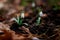 Snowdrop blossomed in the forest after winter