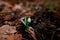 Snowdrop blossomed in the forest after winter