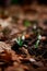 Snowdrop blossomed in the forest after winter