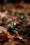 Snowdrop blossomed in the forest after winter