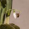 Snowdrop bud with honey bee