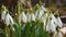 Snowdrop bunch