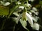 Snowdrop close up in garden, white flowering springflower