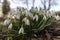 Snowdrop or common snowdrop Galanthus nivalis blooming bush on a background of blurred forest
