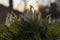 Snowdrop or common snowdrop Galanthus nivalis blooming bush on a background of blurred forest