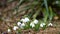 Snowdrop or common snowdrop Galanthus nivalis flowers