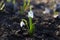 Snowdrop or common snowdrop Galanthus nivalis flowers. Snowdrop spring flowers.