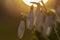 Snowdrop or common snowdrop Galanthus nivalis in warm evening sunlight on a background of a solar disk