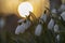 Snowdrop or common snowdrop Galanthus nivalis in warm evening sunlight on a background of a solar disk