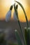 Snowdrop or common snowdrop Galanthus nivalis in warm evening sunlight on a background of a solar disk