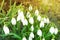 Snowdrop or common snowdrop Galanthus nivalisflowers.Snowdrops after the snow has melted. In the forest in the wild in spring