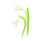 Snowdrop Drooping Flowers on Stem with Linear Leaves Vector Illustration