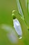 Snowdrop with a drop of water picturing snowdrops