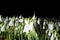 Snowdrop Field, Remote Flash, Black background