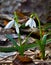 Snowdrop is the first flower of spring