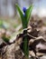 Snowdrop first spring blue bright flower at forest long