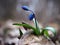 Snowdrop first spring blue bright flower at leaves