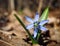 Snowdrop first spring blue bright flower at sun at the fores
