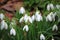 Snowdrop Flower