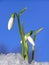 Snowdrop flower