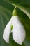 Snowdrop flower