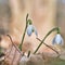 Snowdrop flower blooming on the first days of spring