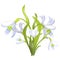 Snowdrop flower blossomed with leaves. Vector illustration