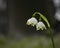 Snowdrop flower. Flowering variety of snowdrops Leucojum vernum.