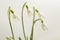 Snowdrop flower, Galanthus nivalis, on white
