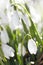 Snowdrop flower in morning dew, soft focus