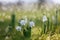 Snowdrop flower in nature with dew drops