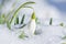 Snowdrop flower with snow in the garden