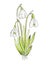 Snowdrop flower watercolor image. Hand drawn white spring flowers illustration. Beautiful fresh lush galanthus blossoms with green