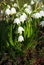 Snowdrop flowers