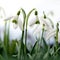 Snowdrop flowers