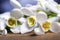 Snowdrop flowers background