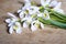 Snowdrop flowers background