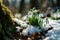 Snowdrop flowers blooming in snow covering. First spring flowers