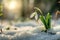 Snowdrop flowers blooming in snow covering. First spring flowers