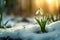 Snowdrop flowers blooming in snow covering. First spring flowers