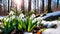 Snowdrop Flowers Blooming in Sunny Spring Forest: Snow Falling, Sun Rising