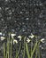 Snowdrop flowers on emerald pearl granite worktop