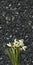 Snowdrop flowers on emerald pearl granite worktop