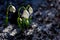 Snowdrop flowers Galanthus nivalis