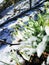 Snowdrop flowers Galanthus nivalis