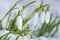 Snowdrop flowers (Galanthus nivalis)