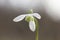 snowdrop flowers (Galanthus nivalis) macro. Galanthus nivalis, the snowdrop or common snowdrop - spring symbols.